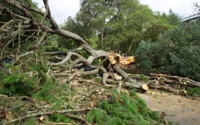 Why Emergency Tampa Tree Services Are Essential After a Storm