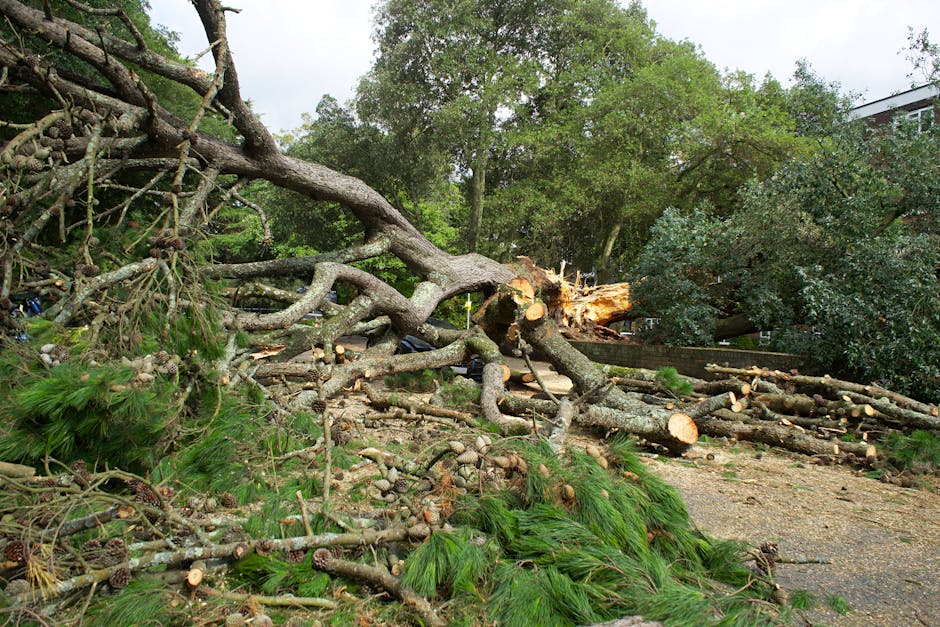 Why Emergency Tampa Tree Services Are Essential After a Storm