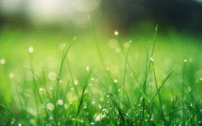 Benefits of Professional Sod Installation in the Tampa Climate
