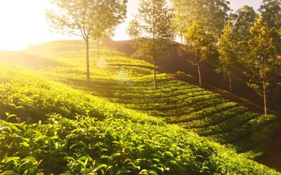 Essential Maintenance Tips for Keeping Your Tampa Landscaping Vibrant All Year Round